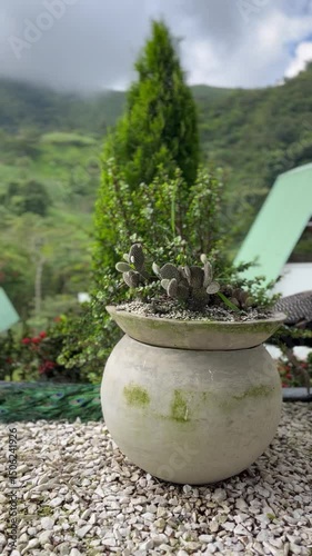 cactus in a pot