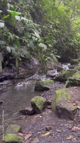 stream in the forest
