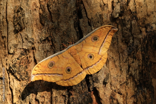 Antheraea yamamai, the Japanese silk moth or Japanese oak silk moth  is a moth of the family Saturniidae..This moth produces a naturally white silk that is very strong and elastic.