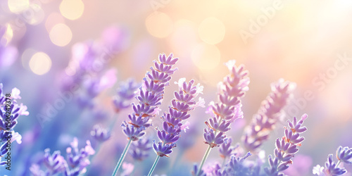 Lavender Flowers in Bloom with Soft Sunlight