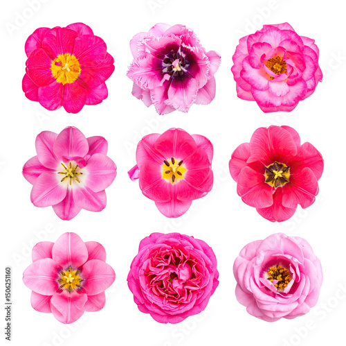 Collection of Diverse Pink Flowers Ranging from Delicate Rose to Artistry, Isolated on Transparent Background