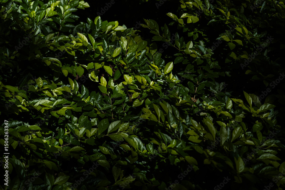 Fototapeta premium Textura de Folhas Verdes com Luz e Sombra na Natureza