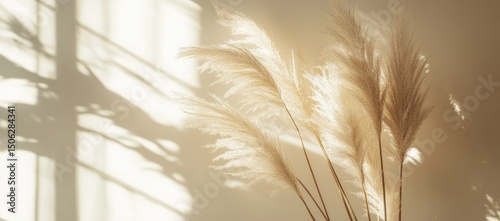 Delicate Pampas Grass in Sunlight (1) photo
