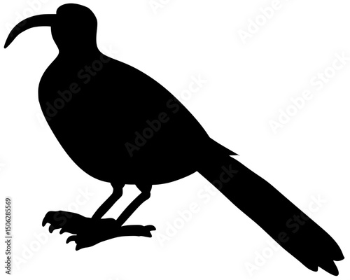 Black-billed Sickle Bill Silhouette Bird Shadow Vector