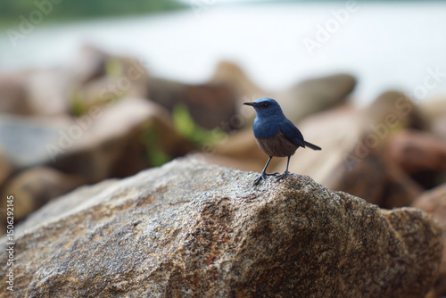 a small blue bird sitting on a rock