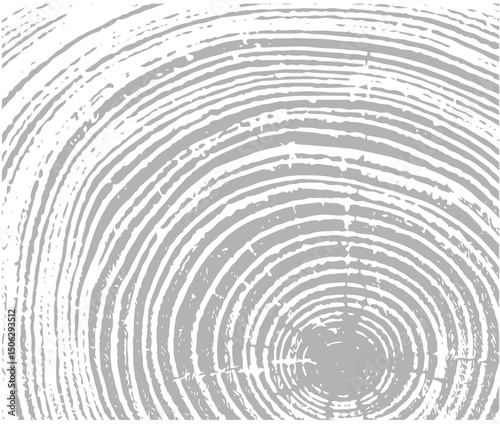 Simple gray vector contour tree rings texture background. Closeup of end grain of wood section.
