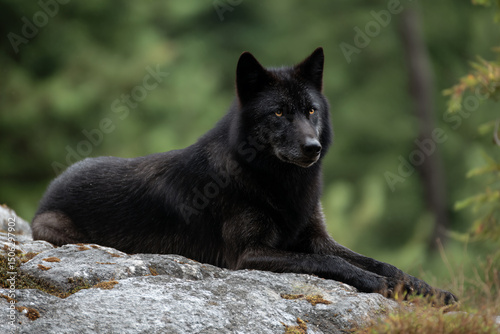 a black wolf laying on a rock in the woods