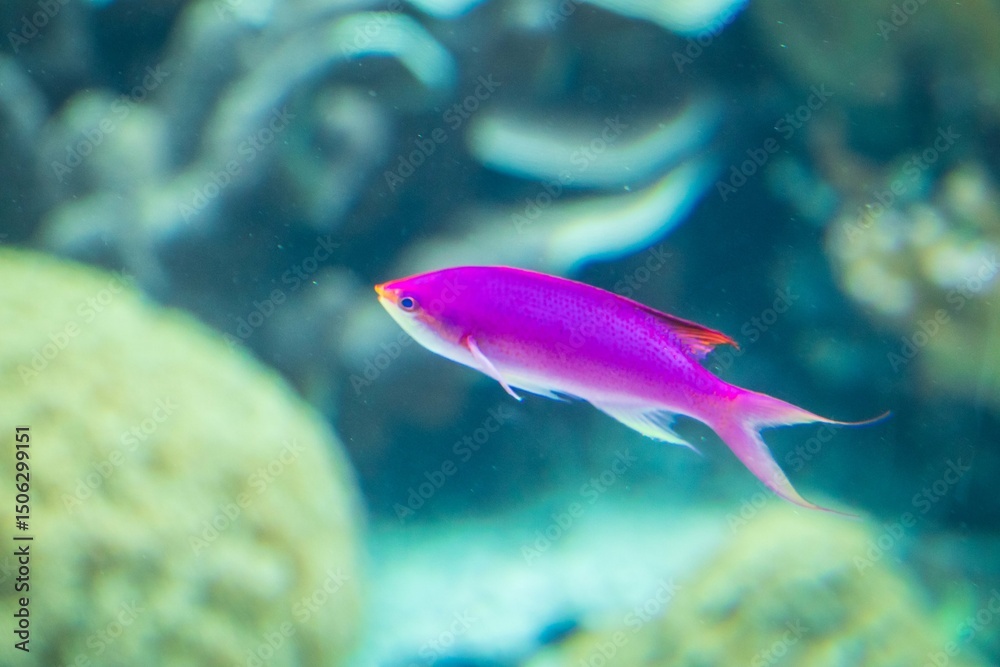 Naklejka premium Purple Queen Basslet Swimming Underwater