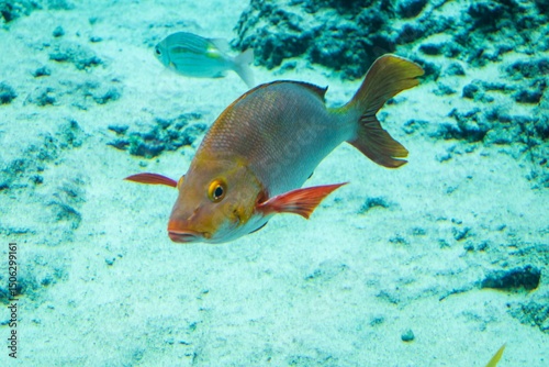 Humpback Snapper on Sandy Bottom