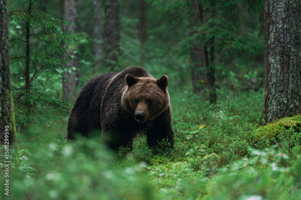 Fototapeta premium a brown bear walking through a forest filled with trees