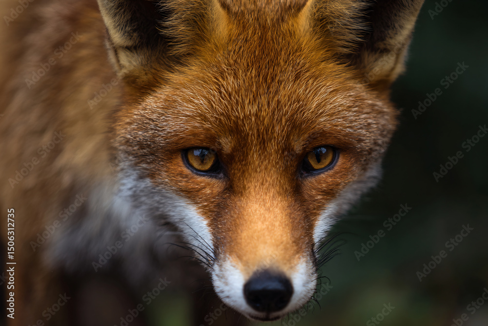 Fototapeta premium a close up of a fox's face with a blurry background