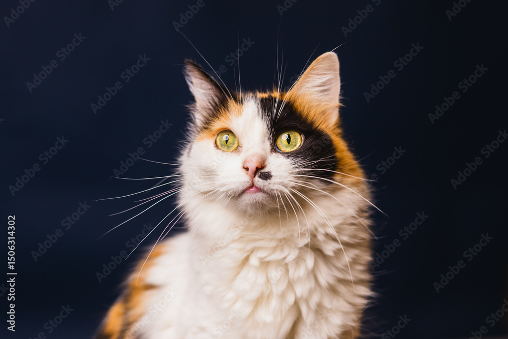 Fototapeta premium gato tricolor