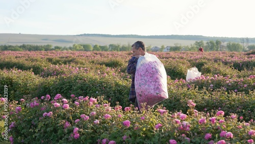 Fotografía Harvesting of Rose Rosa Damascena