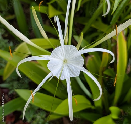White flower in the garden