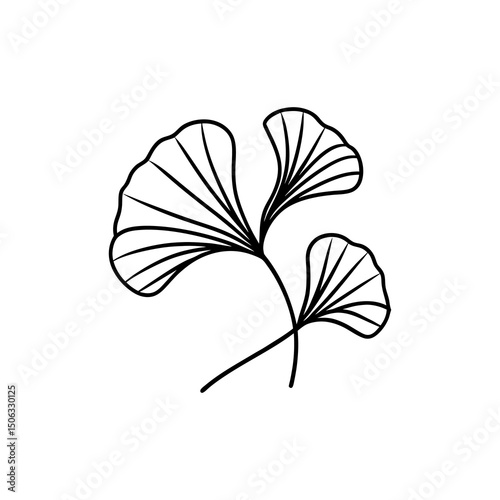 Ginkgo Biloba Branch