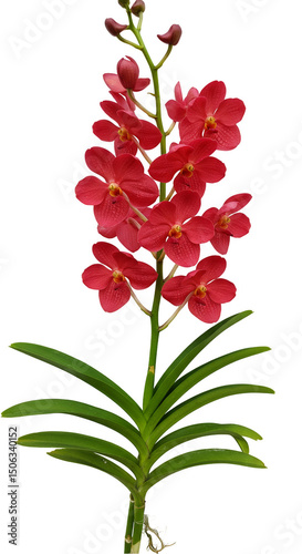 Isolated Red Orchid with Green Leaves on Transparent Background Photo