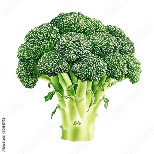 watercolor vector of Broccoli Bunch, high quality, isolated on a white background.