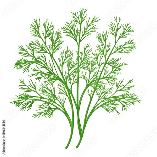 Fresh green aromatic herb detailed illustration of dill with feathery leaves and multiple stems, ideal for culinary, health, herbal, or gardening themes