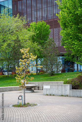 Tree is growing in front of a building