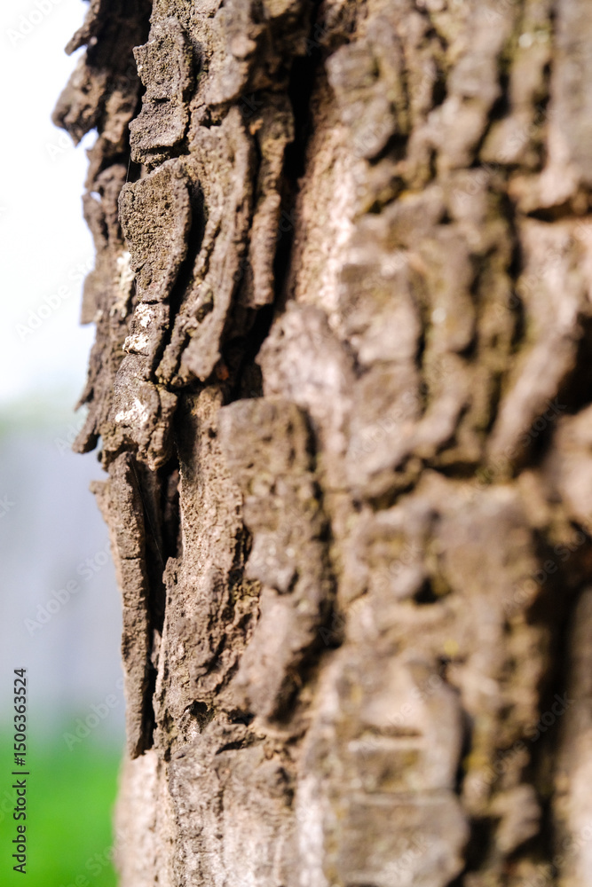 Macrophotography side view of tree bark. Closeup shot of mossy and cracked tree bark due to the tree growing and enlarging in diameter. Texture and detail of bark surface. Negative space Macrophotography side view of tree bark. Closeup shot of mossy and cracked tree bark due to the tree growing and enlarging in diameter. Texture and detail of bark surface. Negative space