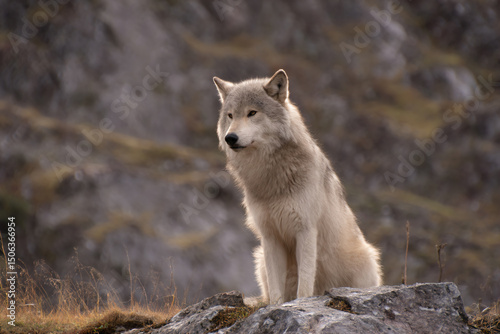 a lone wolf sitting on a rock in the wilderness