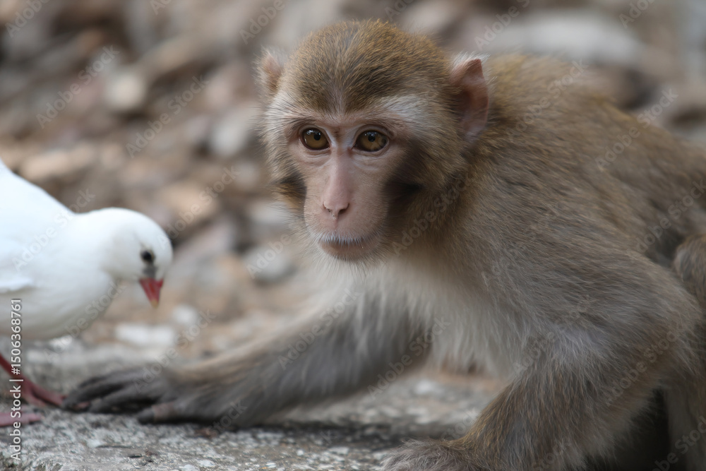 Naklejka premium a monkey and a white bird on a rocky ground