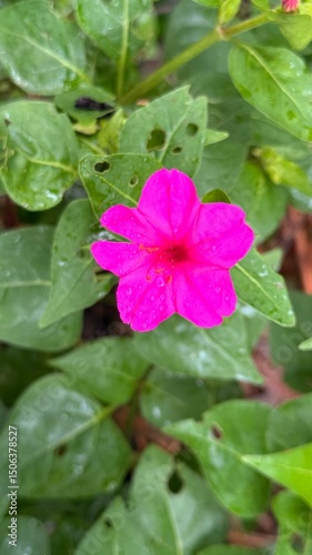 Vivid magenta four o'clock flower shows off raindrops amidst its vibrant green foliage