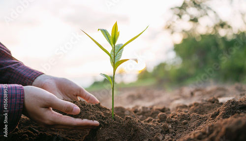 person is planting a seedling in the dirt
