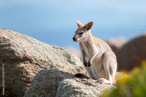 a small kangaroo standing on a rock in the wild