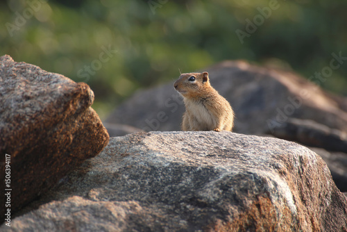 a small squirrel sitting on top of a rock