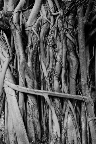 big tree root in the jungle wild. amazing banyan root in deep tropical forest. A old tree has root for natural background.