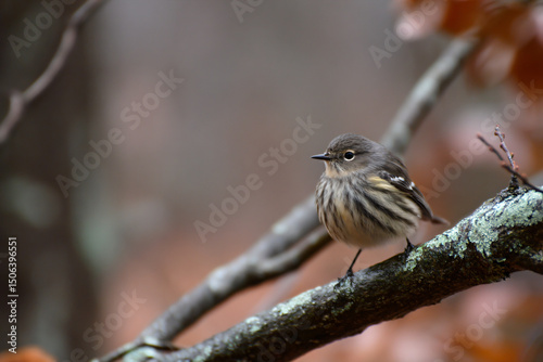 a small bird perched on a branch of a tree