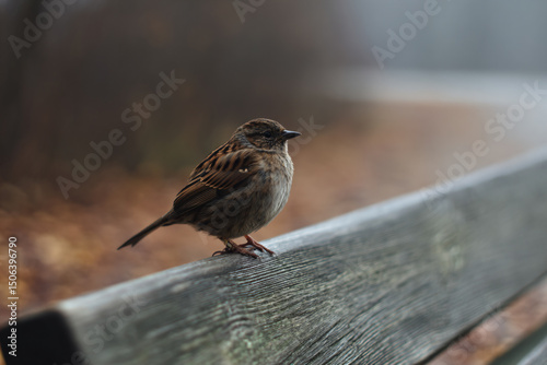 a small bird sitting on a wooden bench