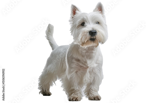 The west highland terrier dog in front of Isolated on transparent or white Background. is standing and training