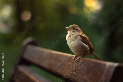 a small bird sitting on a wooden bench