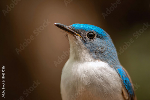 a blue and white bird with a black beak