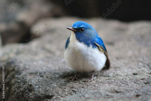 a small blue and white bird sitting on a rock