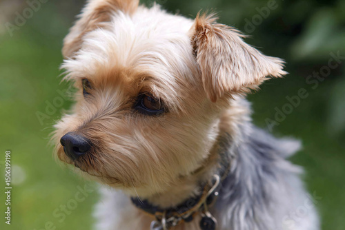 a small dog with a collar on sitting in the grass