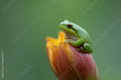 a frog sitting on top of a flower