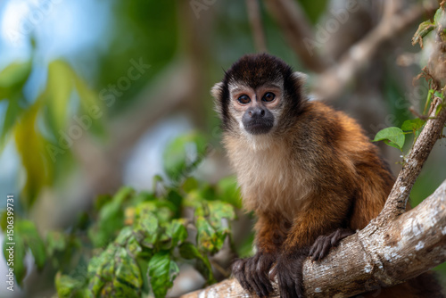 a monkey sitting on a tree branch in a tree