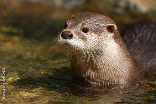 a close up of a wet animal in water