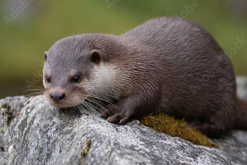 a small otter sitting on a rock in the woods