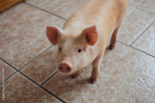 a small pig standing on a tiled floor
