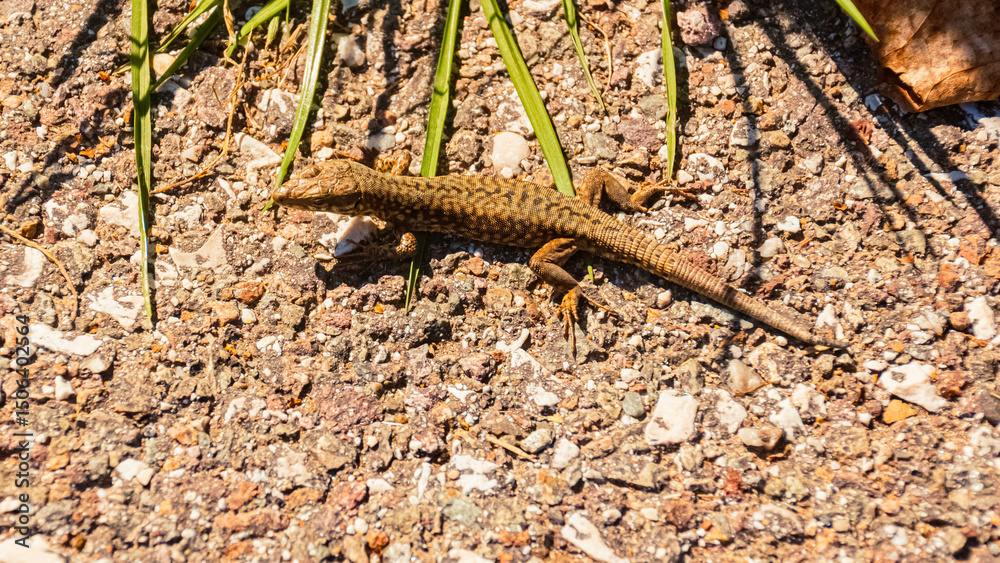 Fototapeta premium Podarcis muralis, common wall lizard, on a sunny summer day