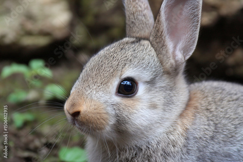 a small rabbit with a very big ear