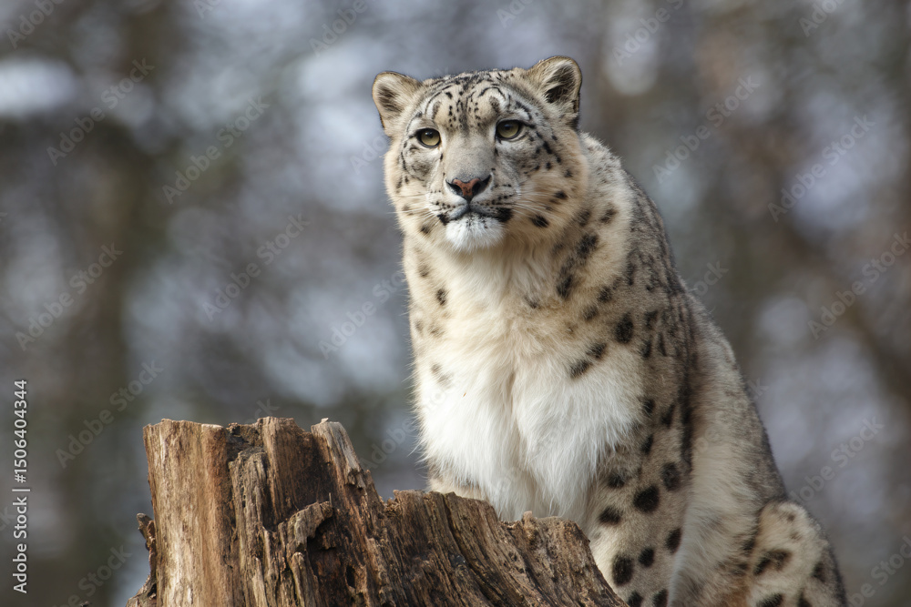 Obraz premium a snow leopard sitting on a tree stump