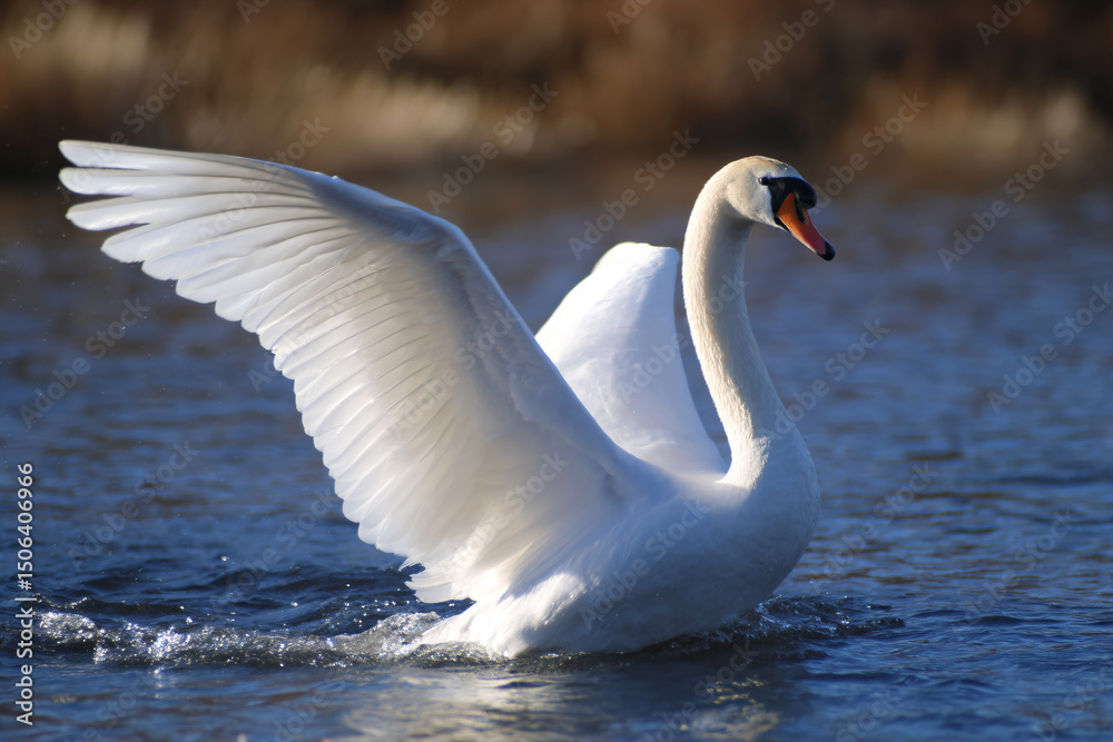Fototapeta premium a swan is flapping its wings in the water