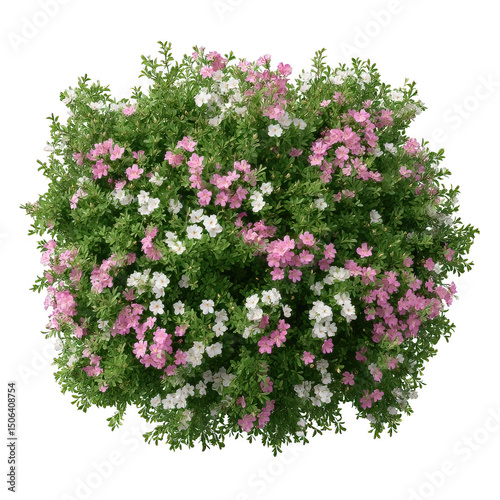 Flowering bush top view isolated on transparent background