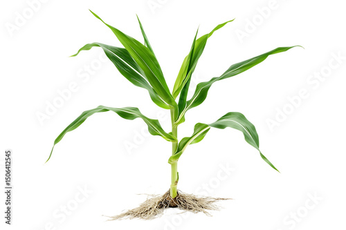 A young corn plant with visible roots.