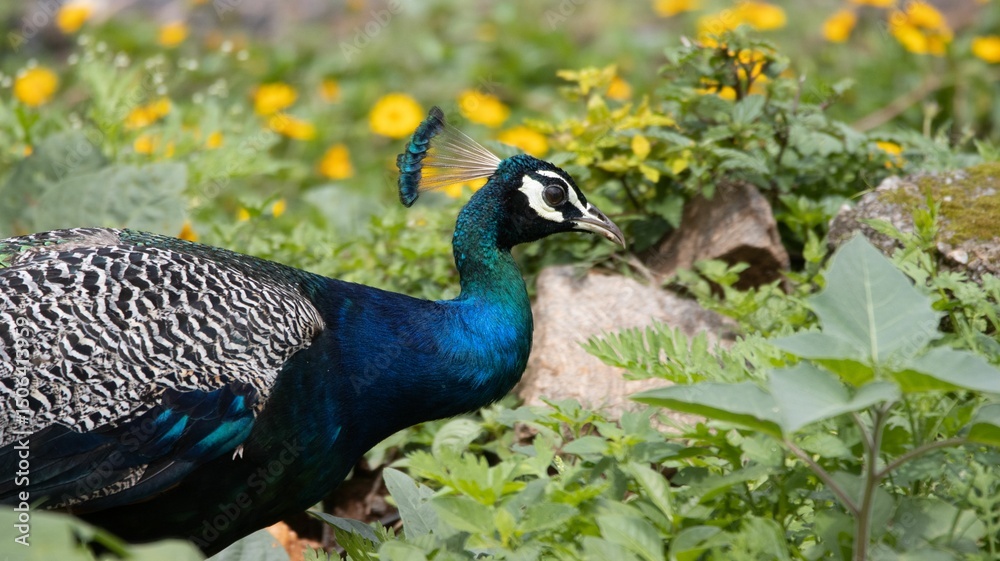 Obraz premium Vibrant peacock in a lush garden.
